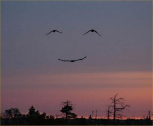 three-bird-smiley-face